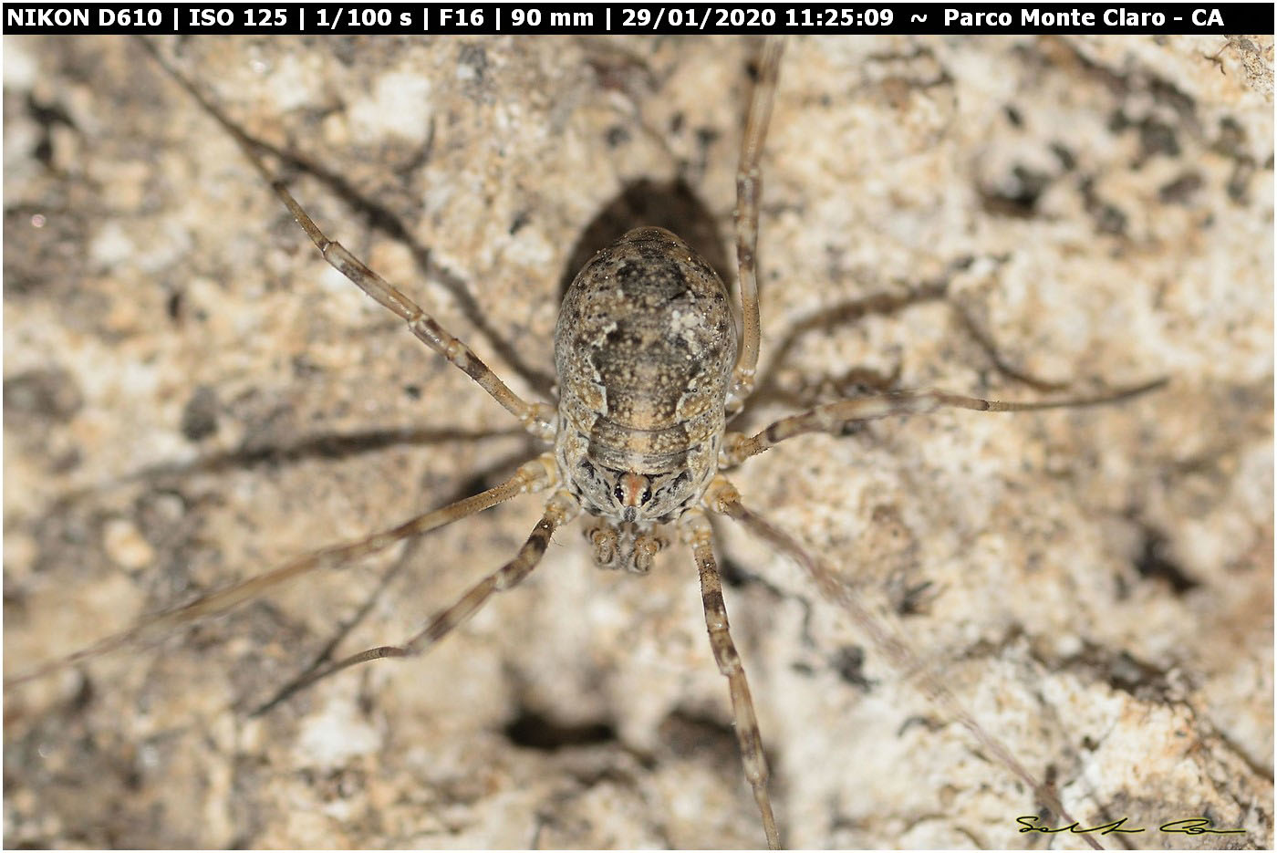 Dasylobus argentatus argentatus - Phalangiidae